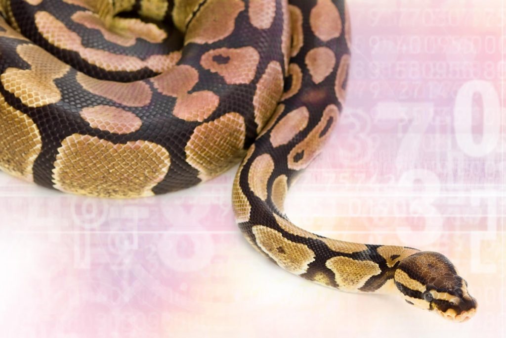 python snake programming language numbers